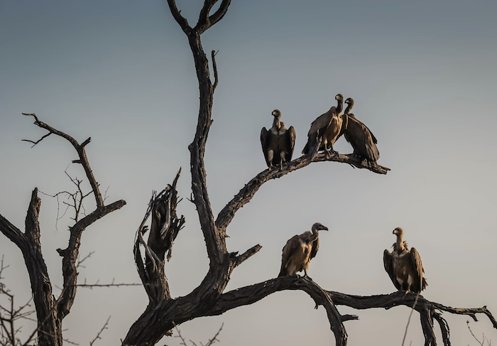 Vultures